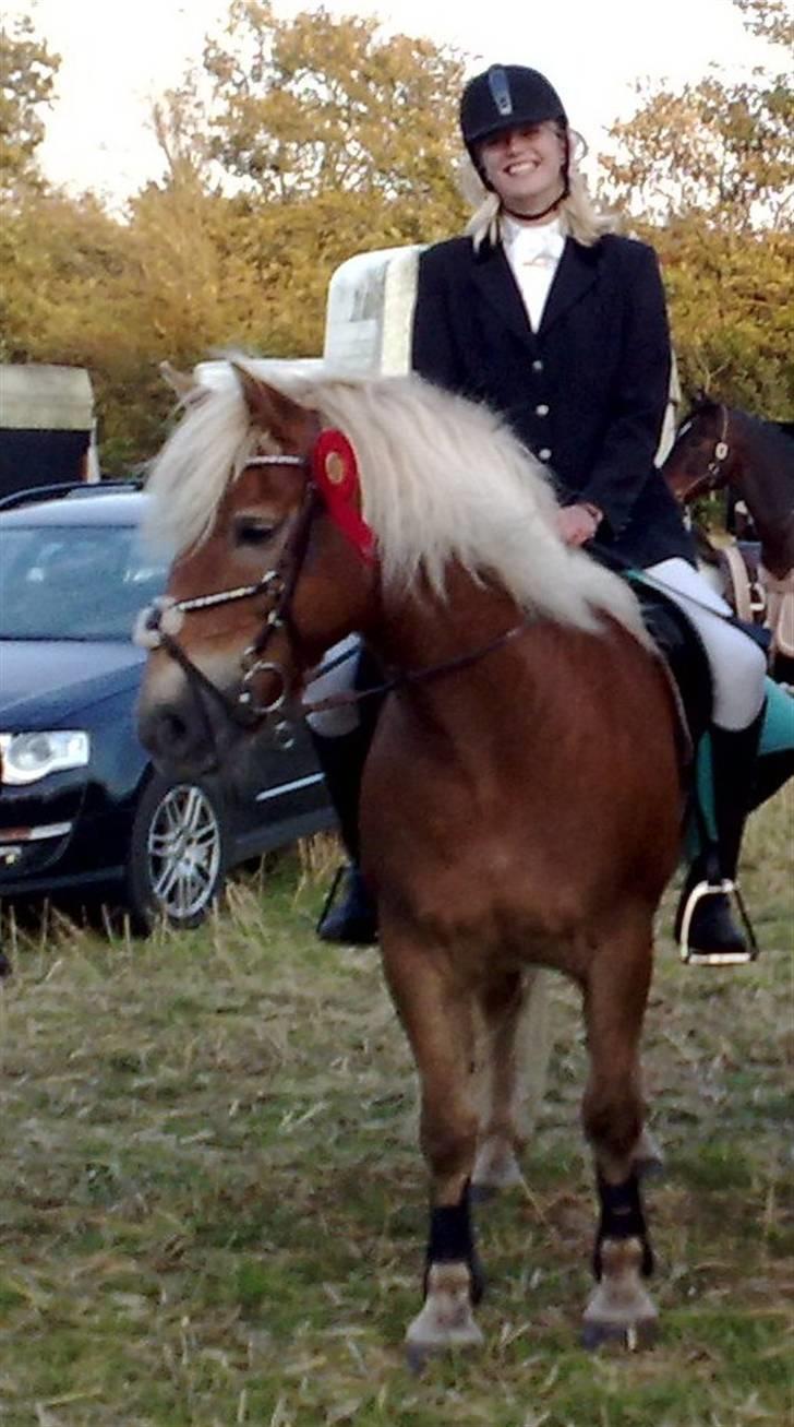 Haflinger Hanibal <´3 ment to be<´3 - there is my littel beauty=) billede 12