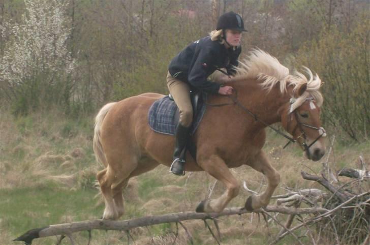 Haflinger Hanibal <´3 ment to be<´3 billede 13