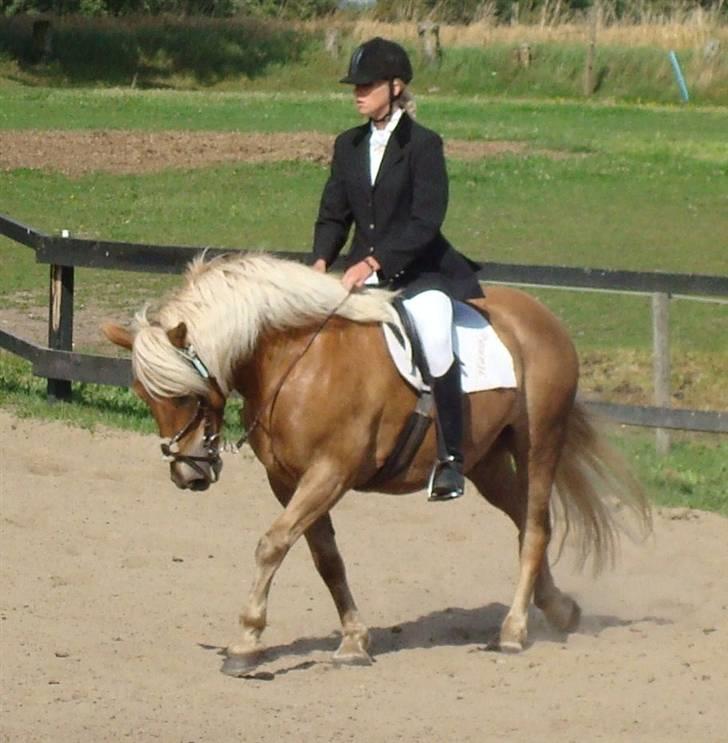 Haflinger Hanibal <´3 ment to be<´3 - Fin bette dressurponiiie..<´33 billede 14