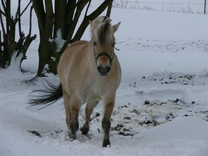 Fjordhest Julius - slappe lige af for nu der endelig kommet sne<33 billede 2