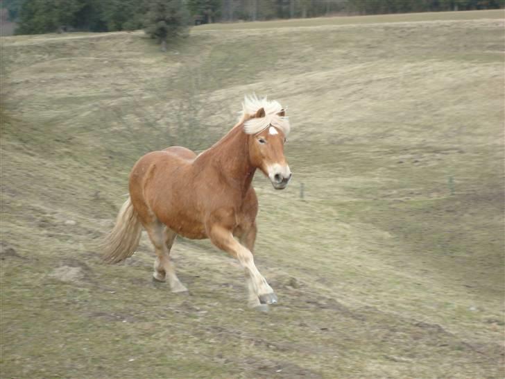 Haflinger Hanibal <´3 ment to be<´3 billede 15