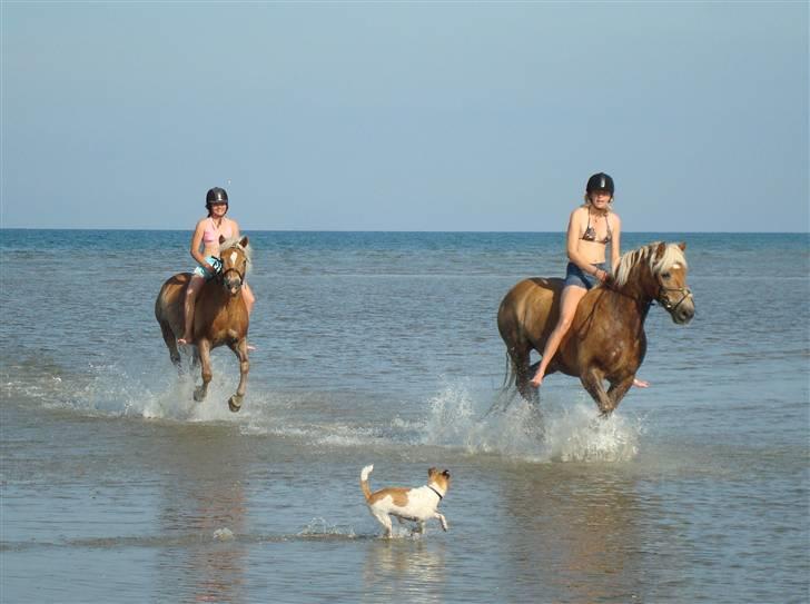 Haflinger Hanibal <´3 ment to be<´3 billede 16