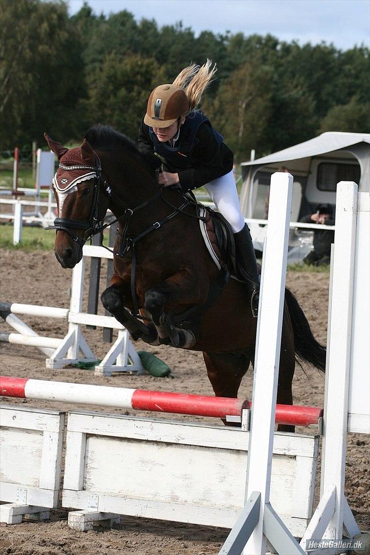 New Forest Mastwood Honeymoon - Master og mig til farmland cop i LB** den 19/9-10 Ørsted.  billede 7