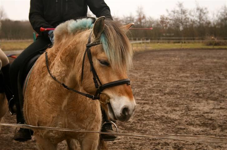 Fjordhest Sleipner - Sleipner <3 min elskede lille pony<3 billede 1