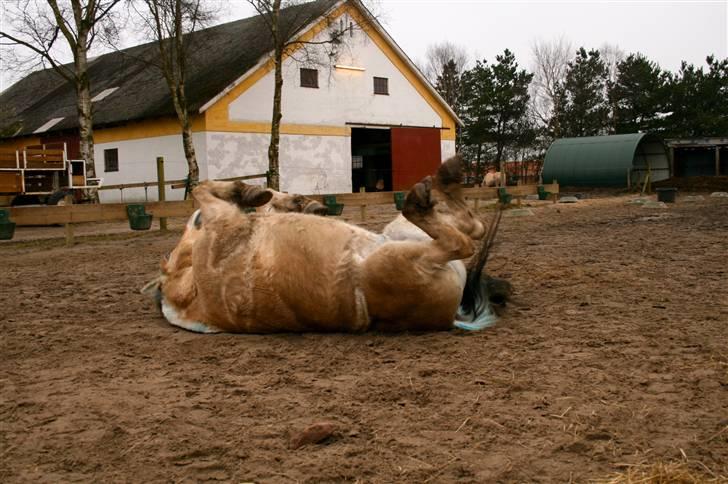 Fjordhest Sleipner - Så skal der rulles billede 2