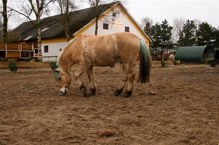 Fjordhest Sleipner - sleipner<3 lige på vej til at rulle sig billede 3