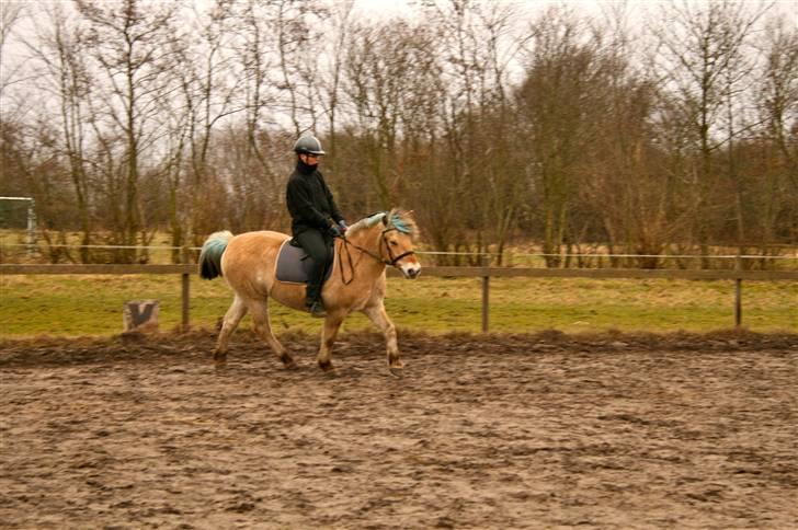 Fjordhest Sleipner - å er der sku seriøst dressur træning ( vi er ikke så gode mig og ham til det endnu men det er jo derfor vi træner:D) billede 5
