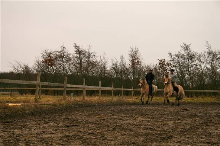 Fjordhest Sleipner - mig og susser rider ryndt og rundt hehe billede 6