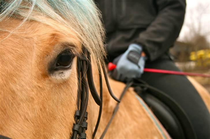 Fjordhest Sleipner - min sleipners<3 øje hehe billede 7