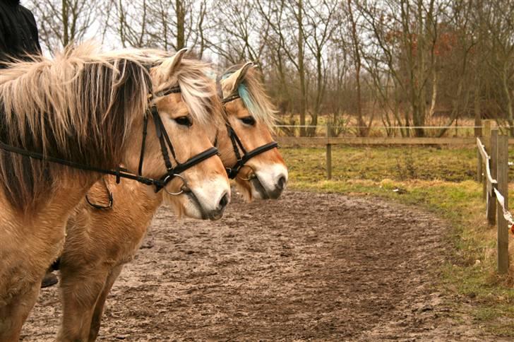 Fjordhest Sleipner - Sleipner & Silas der venter på at blive lukket ud. billede 8