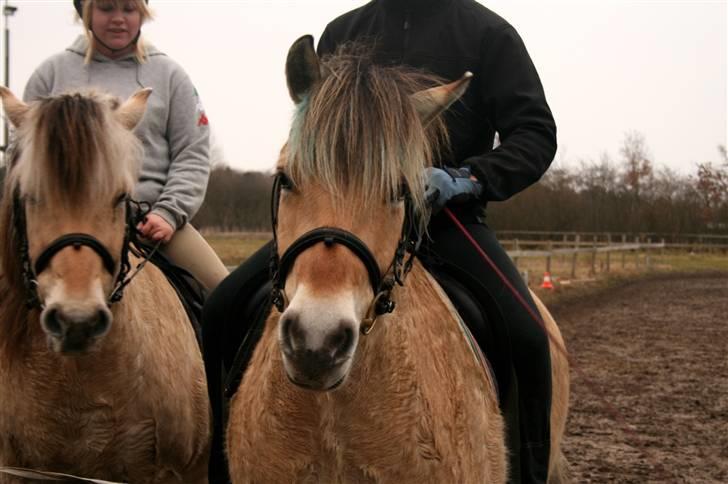 Fjordhest Sleipner - sleipner og silas som gerne vil ud. billede 9