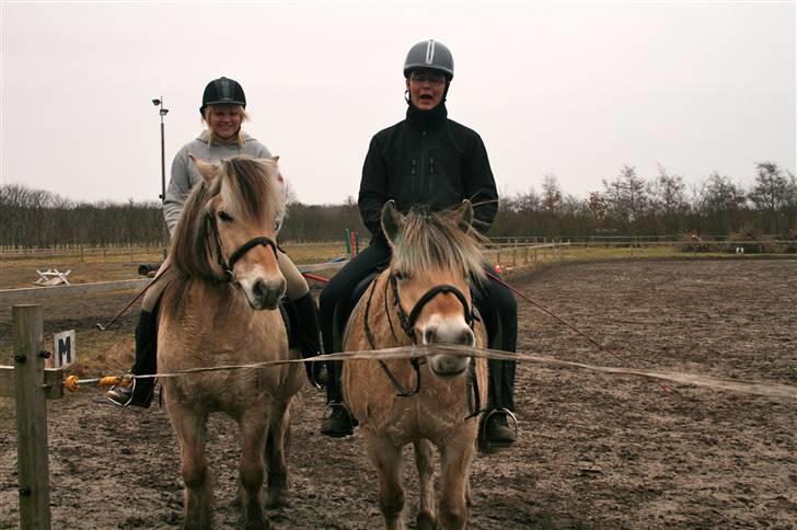 Fjordhest Sleipner - Sådan kan man også prøve på at komme ud (: billede 10