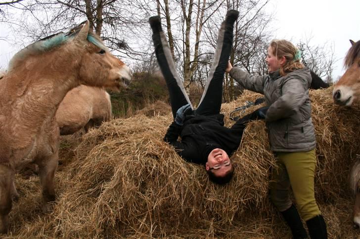 Fjordhest Sleipner - ja spørg ikk:P billede 11