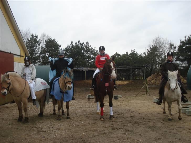 Fjordhest Sleipner - Coco, Sleipner, Nimitz & Mondi billede 12