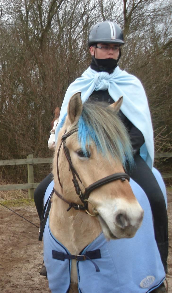 Fjordhest Sleipner - rinridning billede 13