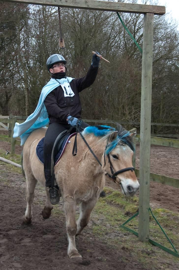Fjordhest Sleipner - ringridning billede 14