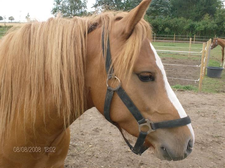 Anden særlig race Chili ( solgt ) billede 1