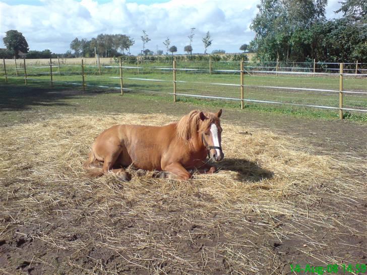 Anden særlig race Chili ( solgt ) billede 2