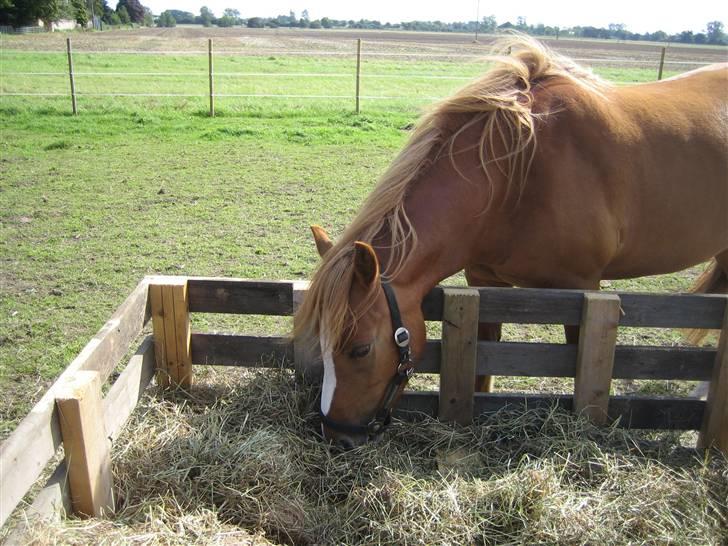 Anden særlig race Chili ( solgt ) billede 3