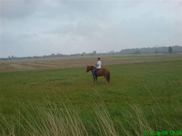 Anden særlig race Chili ( solgt ) billede 4