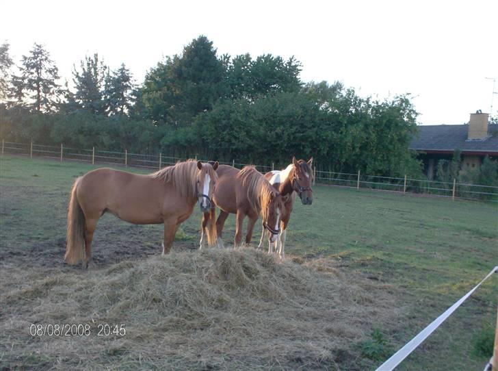 Anden særlig race Chili ( solgt ) billede 5