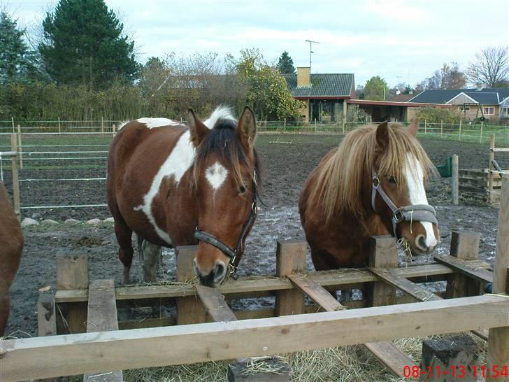Anden særlig race Chili ( solgt ) billede 6