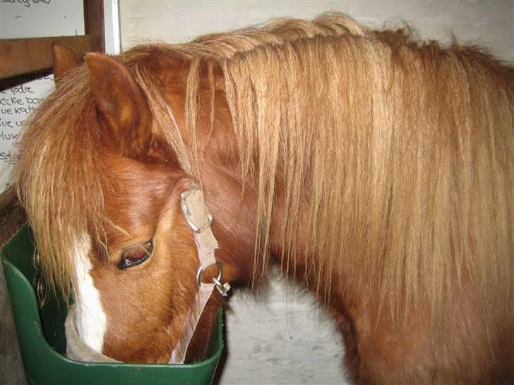 Anden særlig race Chili ( solgt ) billede 7