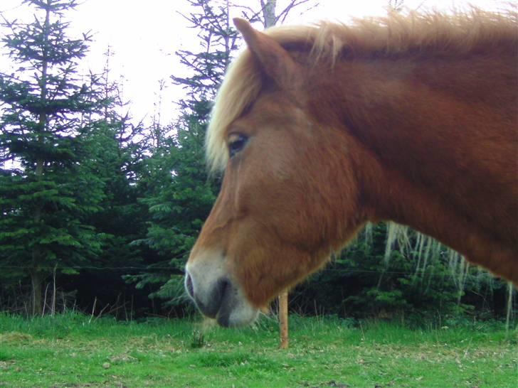 Islænder Chasi the horse of heaven - rest in peace my love billede 1