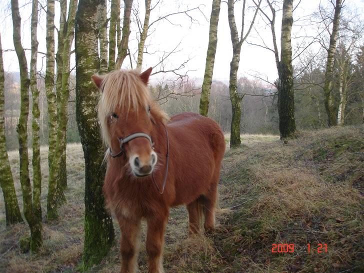 Islænder Chasi the horse of heaven - rest in peace my love billede 2