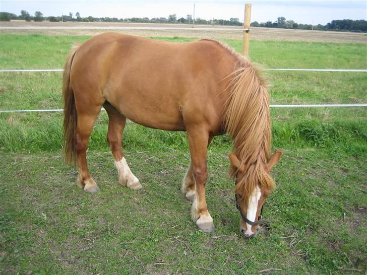 Anden særlig race Chili ( solgt ) billede 8