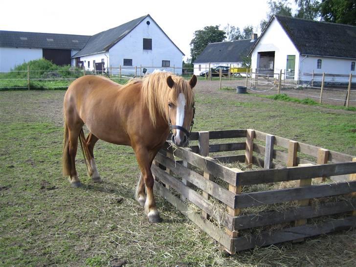 Anden særlig race Chili ( solgt ) billede 9