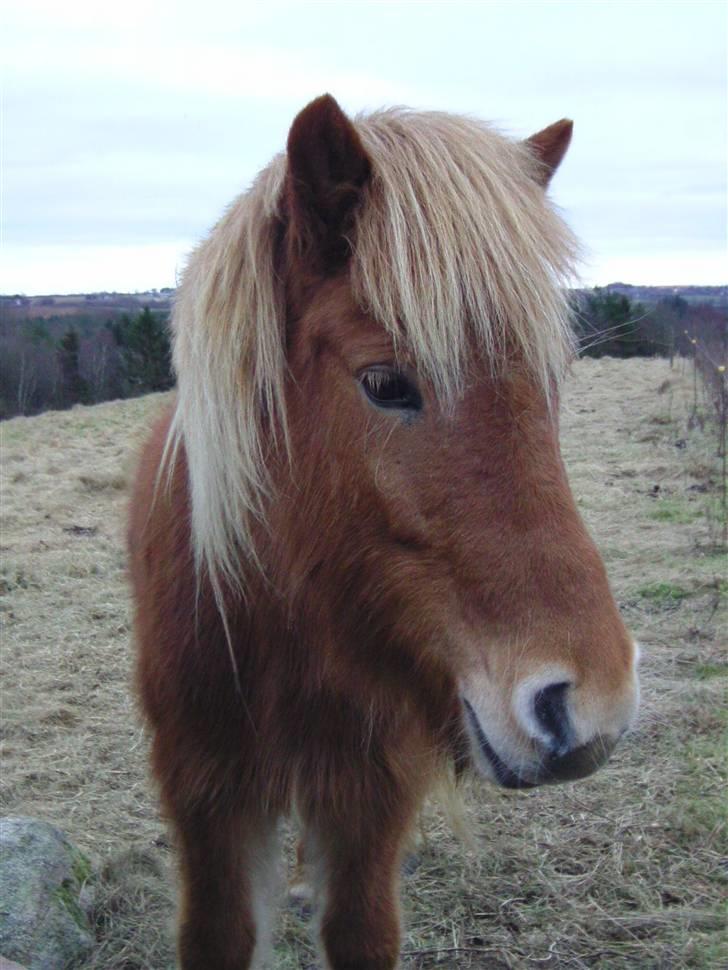 Islænder Chasi the horse of heaven - rest in peace my love billede 3