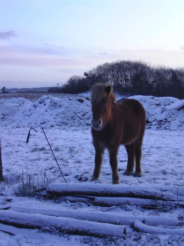 Islænder Chasi the horse of heaven - rest in peace my love billede 4