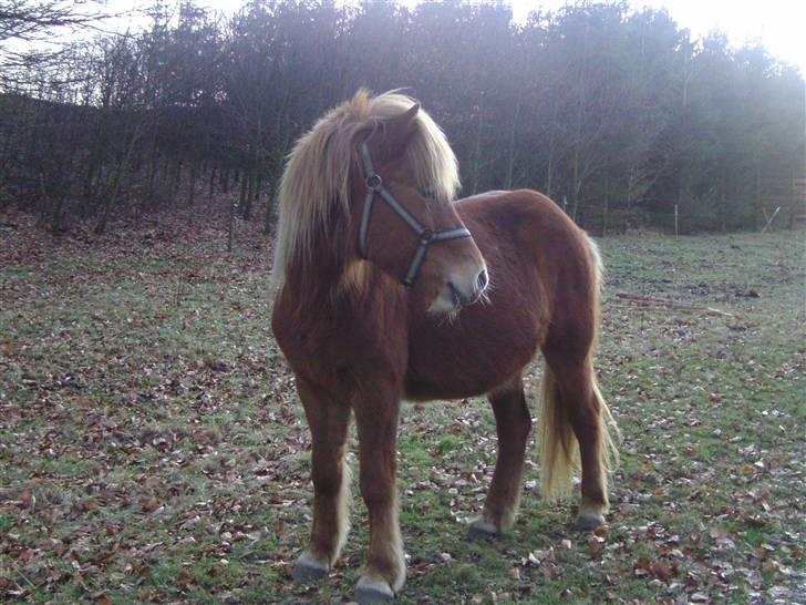 Islænder Chasi the horse of heaven - rest in peace my love billede 5