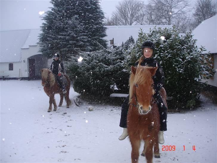 Islænder Chasi the horse of heaven - rest in peace my love billede 6