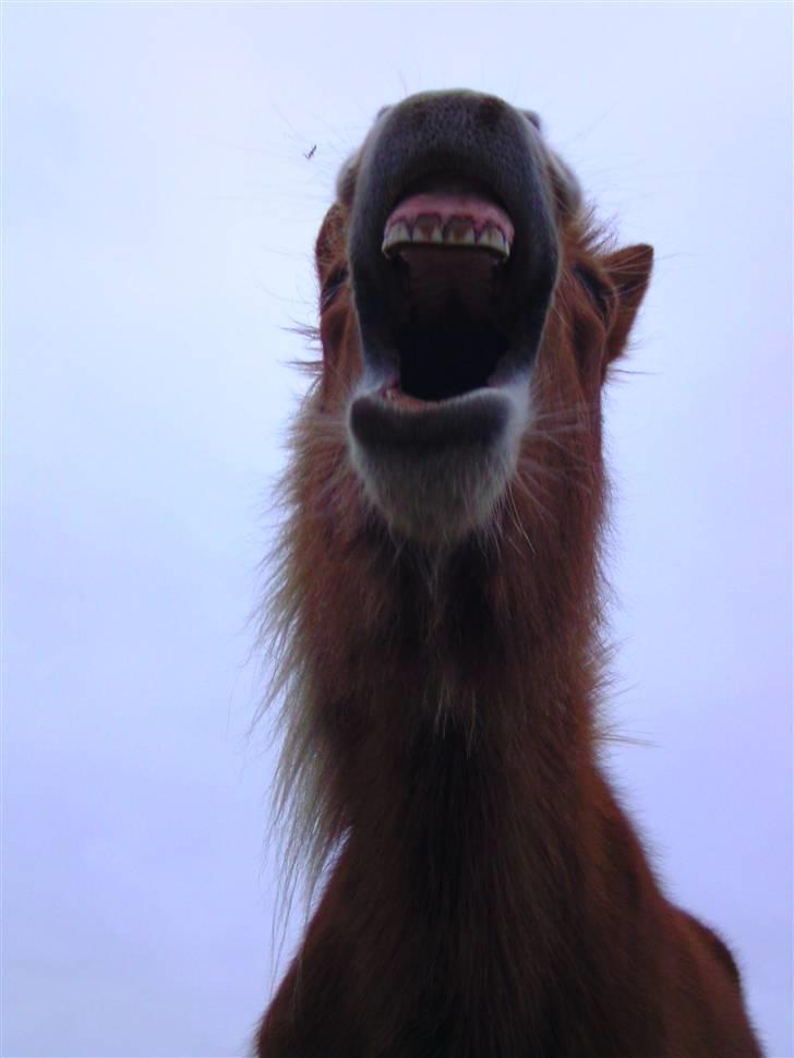 Islænder Chasi the horse of heaven - rest in peace my love billede 8