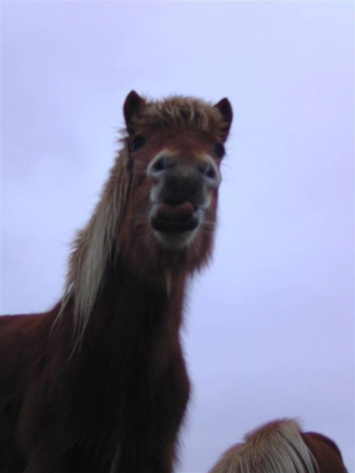 Islænder Chasi the horse of heaven - rest in peace my love - rækker tunge billede 9