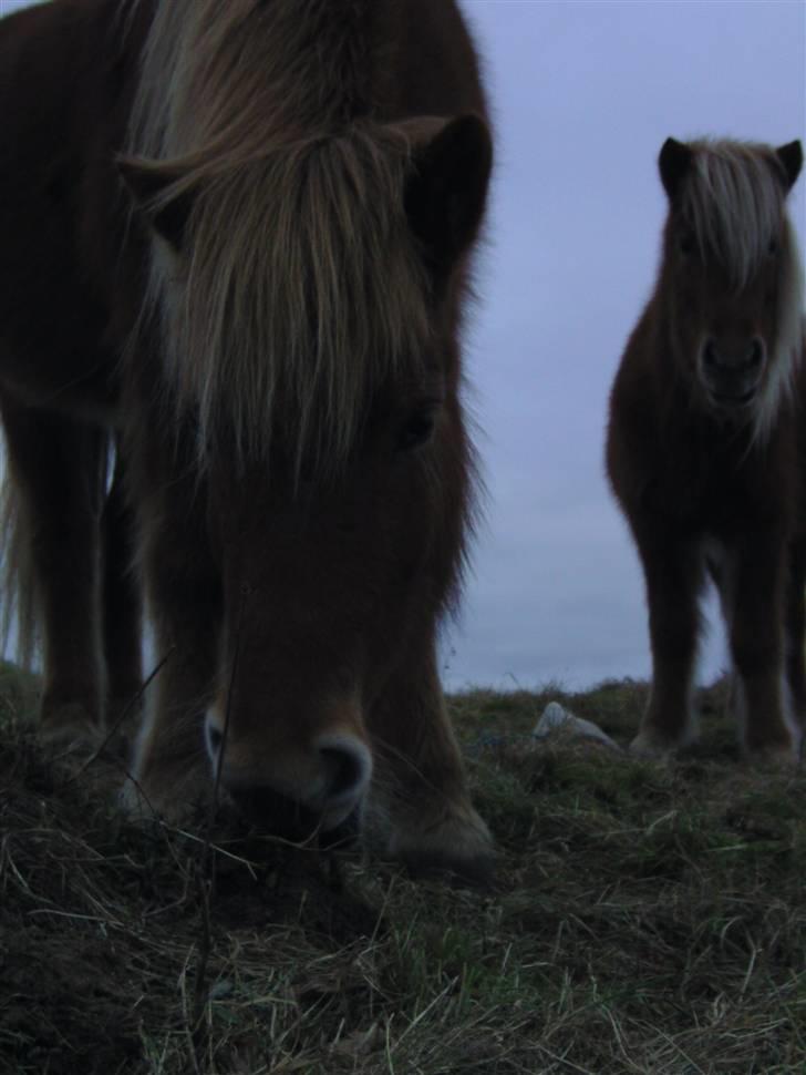 Islænder Chasi the horse of heaven - rest in peace my love billede 10