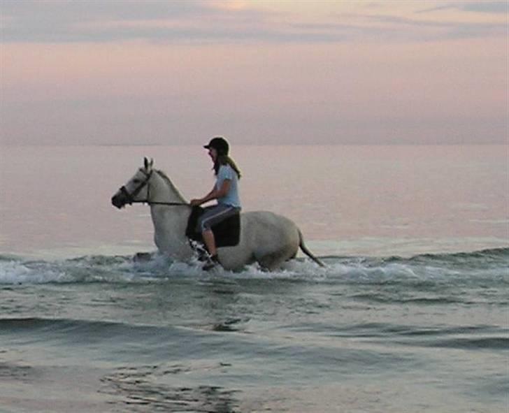 Sportsaraber (A) toftegaarden s zorba billede 1