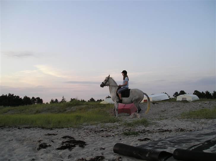 Sportsaraber (A) toftegaarden s zorba billede 2