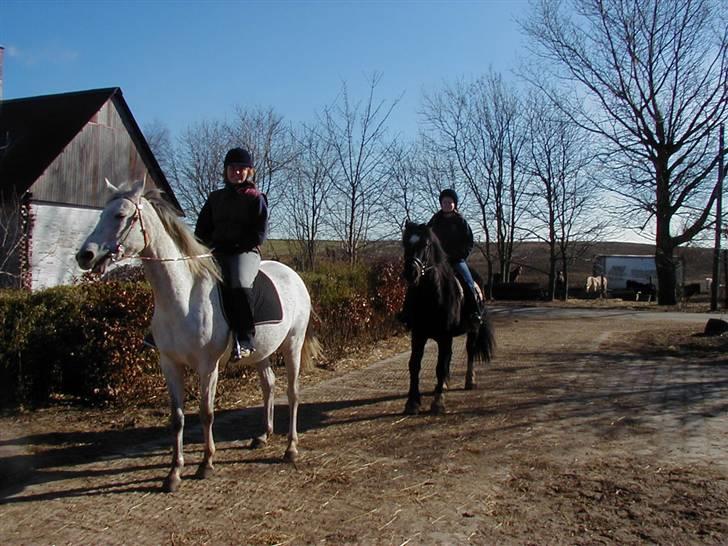 Sportsaraber (A) toftegaarden s zorba billede 3