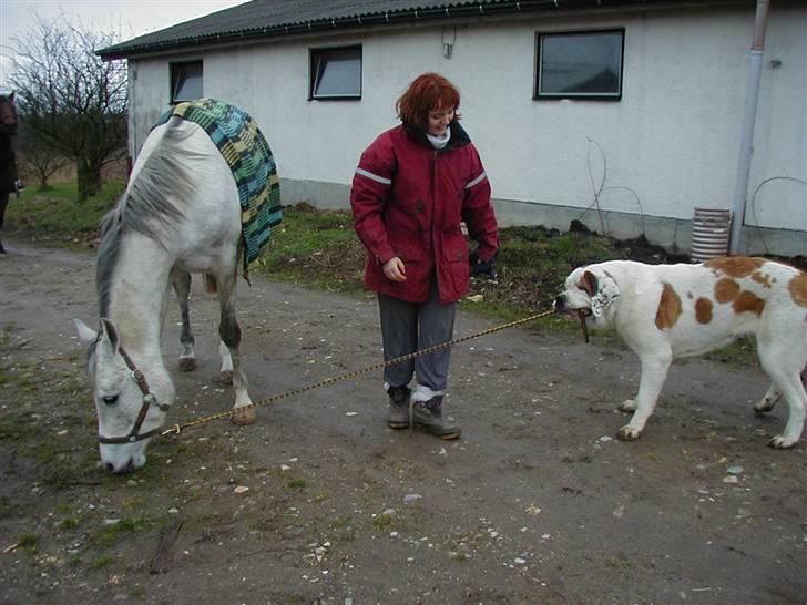 Sportsaraber (A) toftegaarden s zorba billede 4