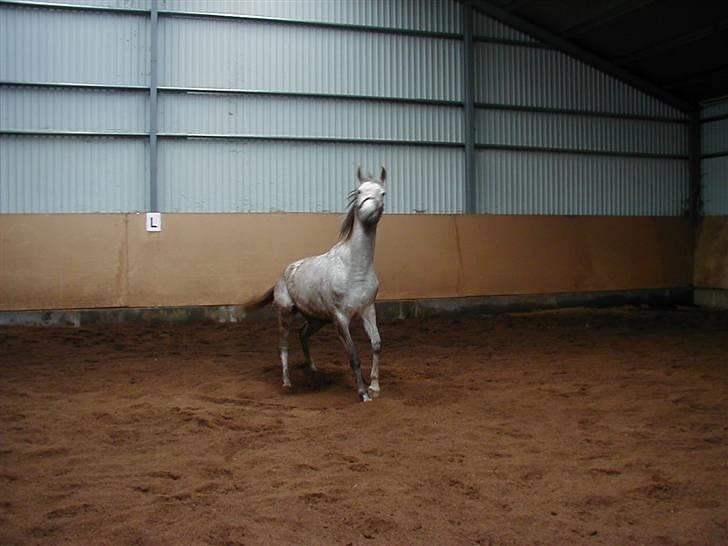 Sportsaraber (A) toftegaarden s zorba billede 5