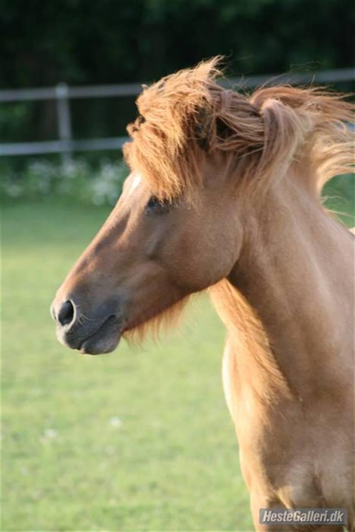 Islænder Ofeigur fra Tyvekrogen - taget af gammel ejer (:  billede 1