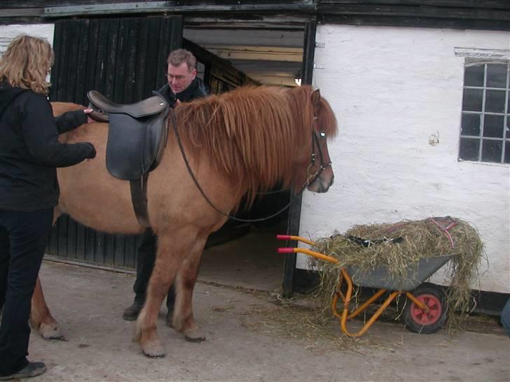 Islænder Ofeigur fra Tyvekrogen - Prøver sadel.  billede 2