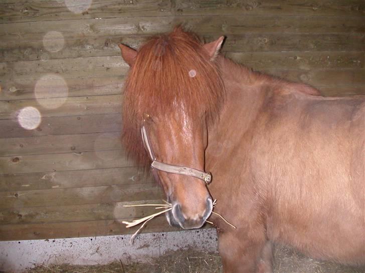 Islænder Ofeigur fra Tyvekrogen - da han lige var ankommet til sit nye hjem :) billede 3