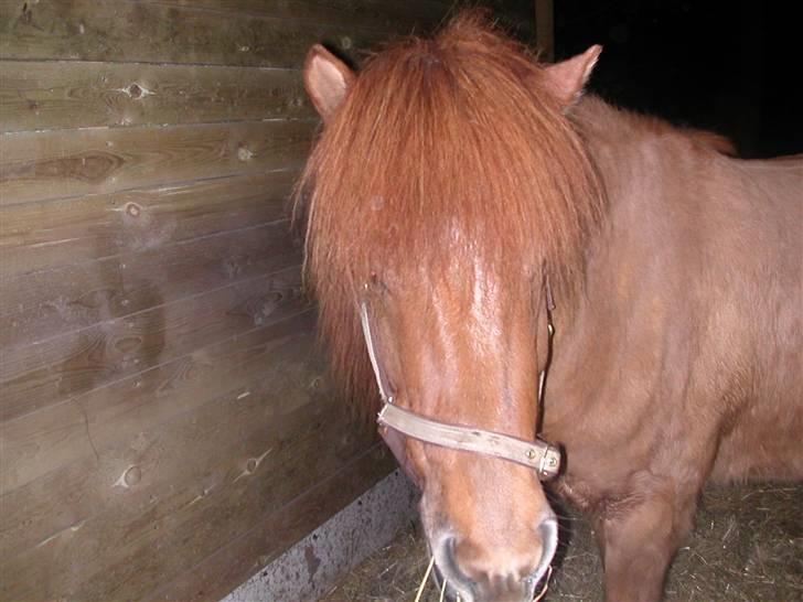 Islænder Ofeigur fra Tyvekrogen - da han lige var ankommet til sit nye hjem :) billede 4