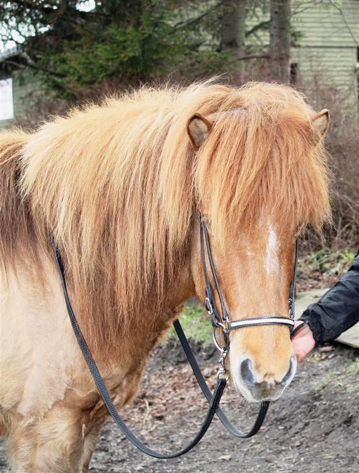 Islænder Ofeigur fra Tyvekrogen - taget d.6/4 :-) dejlige offe <3 billede 5
