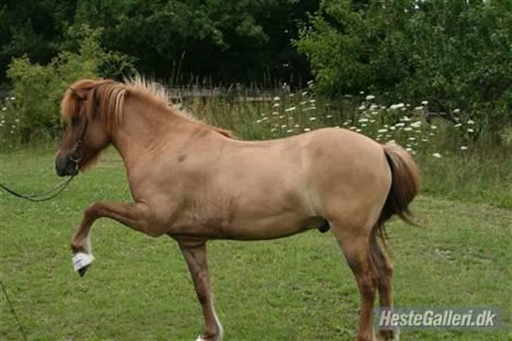 Islænder Ofeigur fra Tyvekrogen - taget af gammel ejer (: billede 6