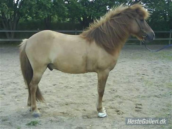 Islænder Ofeigur fra Tyvekrogen - taget af gammel ejer (: billede 7